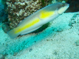 Yellowhead Wrasse IMG 5220